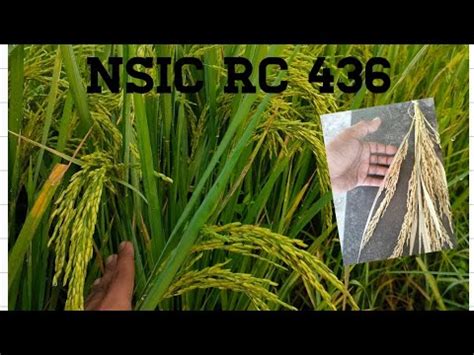nsic rc 436 characteristics|NSIC releases nine new PhilRice.